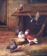 unknow artist Pigeons 064 china oil painting artist